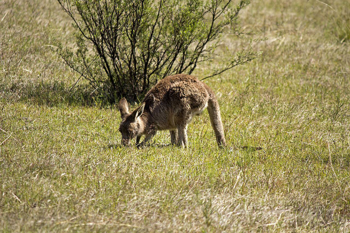 Sehenswürdigkeiten in Australien - Eastern grey kangaroo feeding on native grasses along the Gibraltar Peak Trail in the Tidbinbilla Nature Reserve