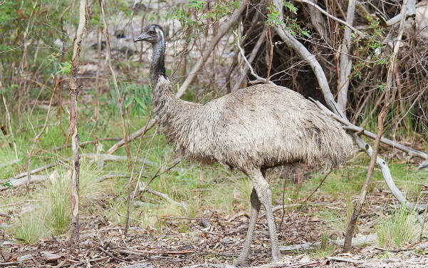 Tidbinbilla Nature Reserve bei Canberra - Sehenswürdigkeiten Australien - Australia