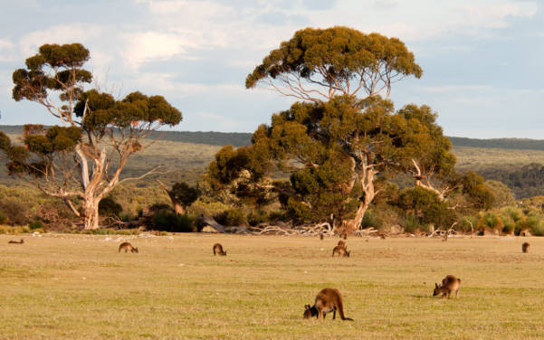 Kangaroo Island mit viel Australia Wildlife & Australia Kangaroo - Sehenswürdigkeiten Australien - Australia