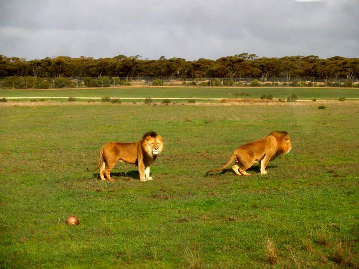 Sehenswürdigkeiten in Australien - Two lion brothers at Monarto Zoo, Monarto, South Australia.