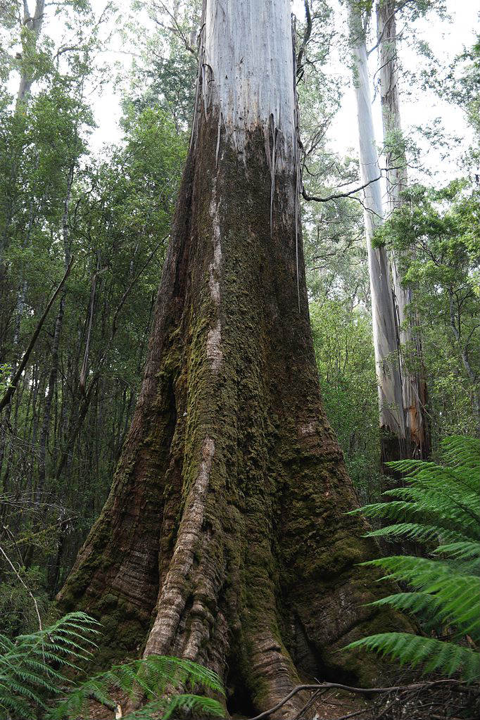 Sehenswürdigkeiten Australien - Big Tree - Mount Field National Park Tasmania 07