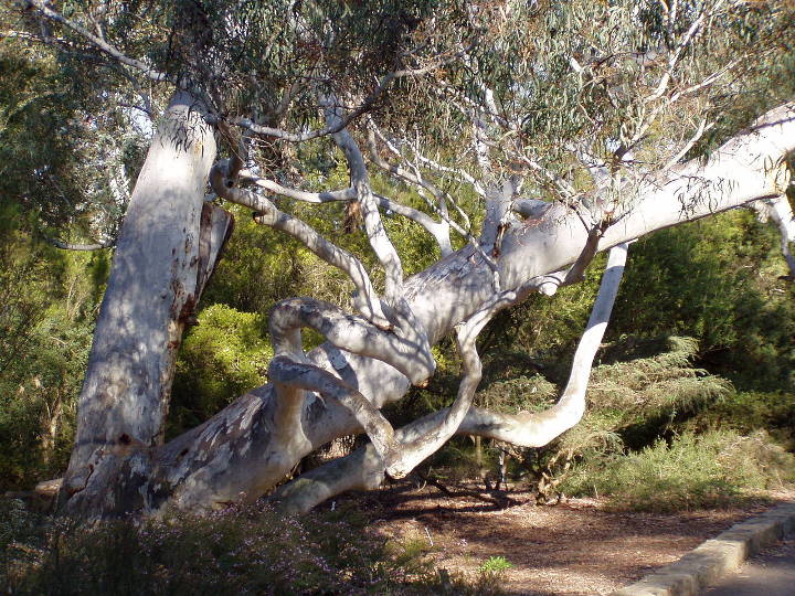 Sehenswürdigkeiten in Australien - Eucalyptus mannifera - Australian National Botanic Gardens, Canberra, Australian Capital Territory, Australia
