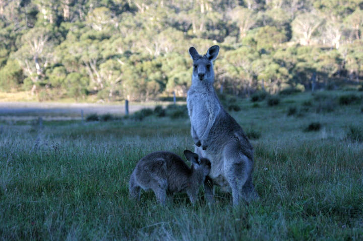 Sehenswürdigkeiten in Australien - Kangaroo mother and joey