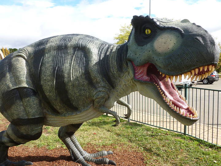 Sehenswürdigkeiten in Australien - National Dinosaur Museum - In dem Dinosaur Garden steht ein Tyrannosaurus rex.