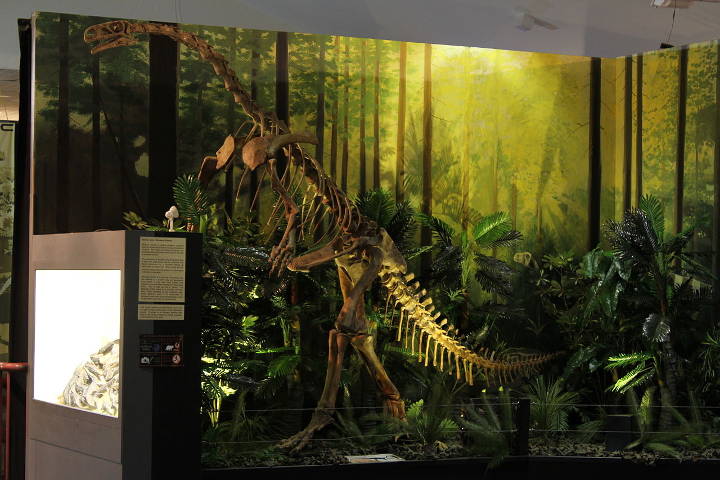 Sehenswürdigkeiten in Australien - National Dinosaur Museum  mit der Exhibit Plateosaurus.