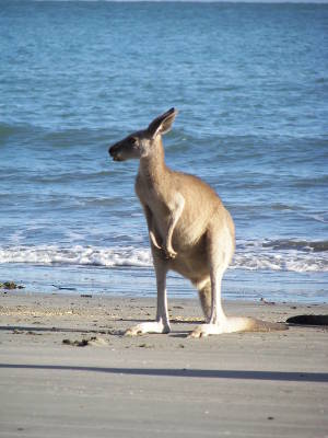 Känguru am Strand von Cape Hilsborough in Australien.