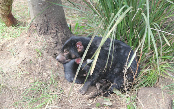Tasmania Zoo - Mit dem Zuchtprogramm für den Tasmanischen Teufel - Sehenswürdigkeiten Australien - Australia