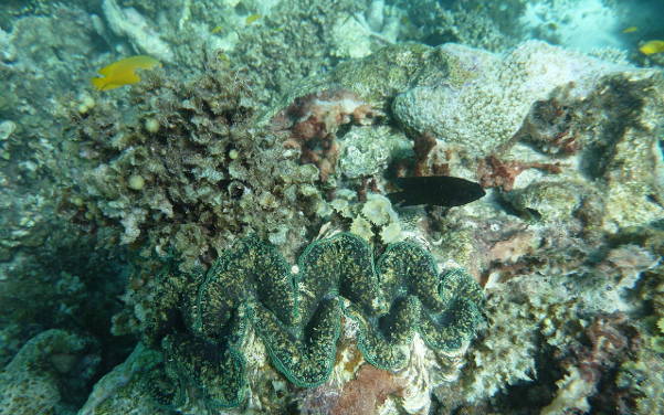 Ningaloo Reef entlang der Coral Coast bei Ningaloo, Coral Bay & Exmouth - Sehenswürdigkeiten Australien - Australia