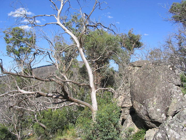 Sehenswürdigkeiten in Australien - Bushland (dry Eucalyptus forest) near Thredbo River, Crackenback, NSW, Australia. Shows boulders and dead trees.