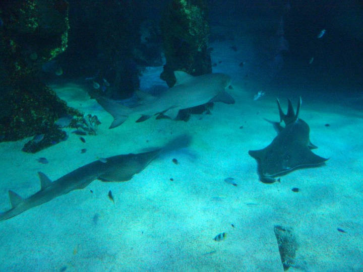 Sehenswürdigkeiten in Australien - Sharks at the Sydney aquarium