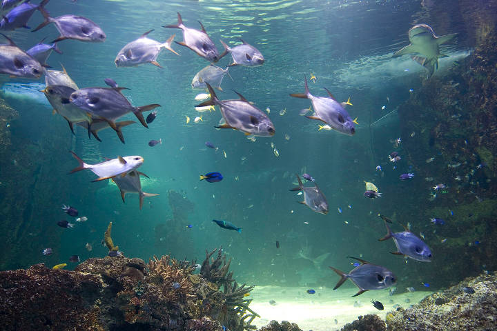 Sehenswürdigkeiten in Australien - Sydney Aquarium in New South Wales.