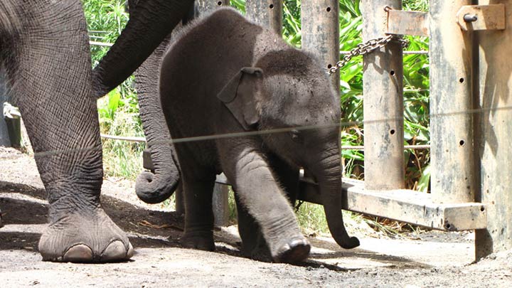 Sehenswürdigkeiten in Australien - Luk Chai, the baby Asian Elephant at Taronga Zoo, Sydney, Australia.