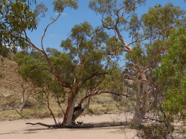 Sehenswürdigkeiten in Australien - Outback, Alice Springs, Australia.