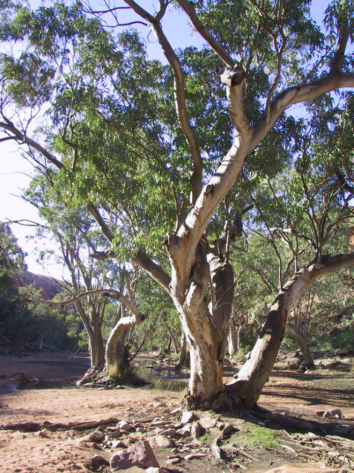 Sehenswürdigkeiten in Australien - A gum tree on the Finke River along the Larapinta trail