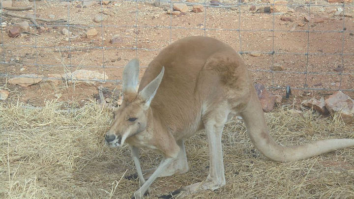 Sehenswürdigkeiten in Australien - Alice Springs Desrt Park Kangaroo.