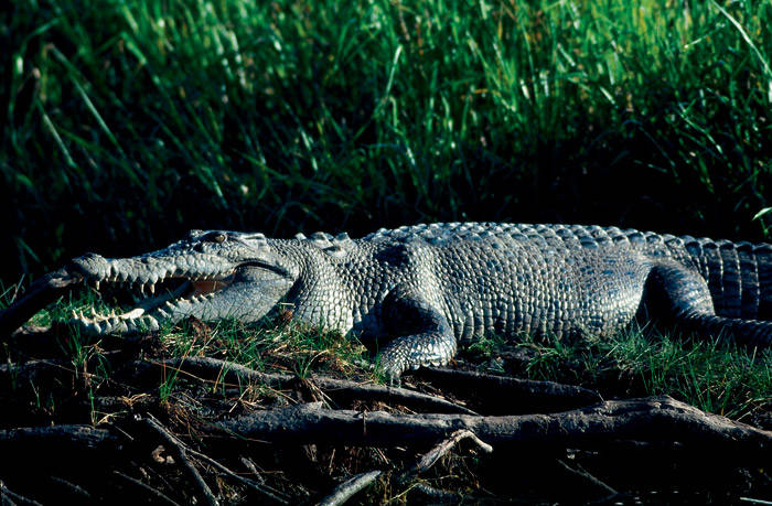 Sehenswürdigkeiten in Australien - Salt water crocodile - Kakadu National Park.