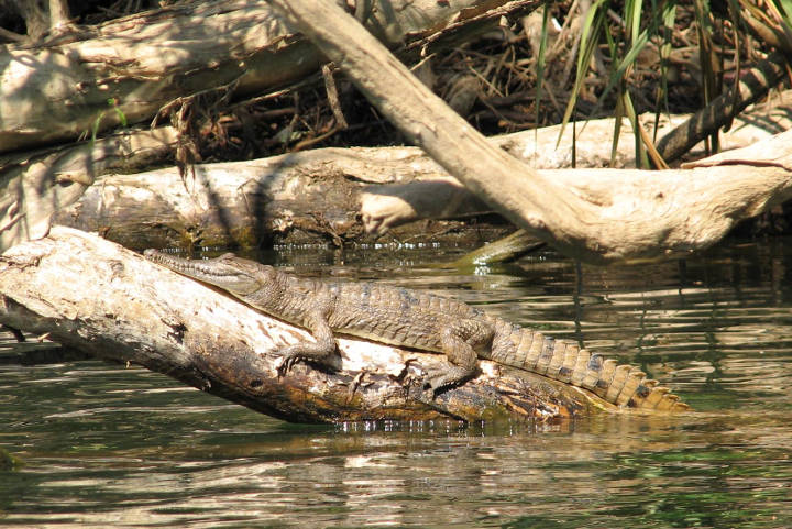 Sehenswürdigkeiten in Australien - Krokodil in den Schluchten der Katherine Gorge im Nitmiluk National Park in Australien.