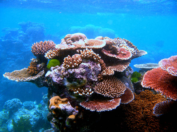 Sehenswürdigkeiten in Australien -  A variety of corals form an outcrop on Flynn Reef, part of the Great Barrier Reef near Cairns, Queensland, Australia.