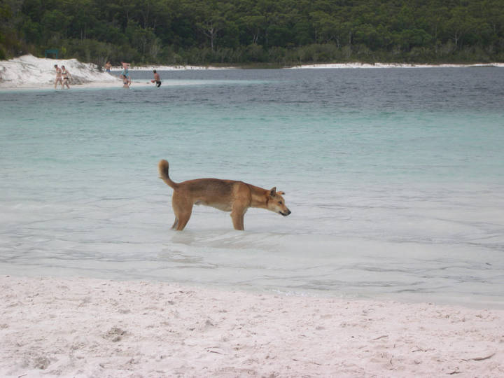 Sehenswürdigkeiten in Australien -  Dingo in Lake Mckenzie, Fraser Island, Queensland, Australia.