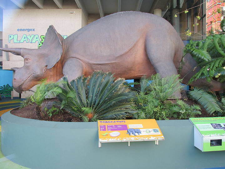 Sehenswürdigkeiten in Australien - Queensland Museum triceratops feature in Australia.