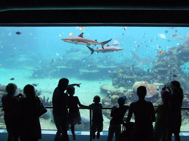 Sehenswürdigkeiten in Australien - Sea World Shark Tank
