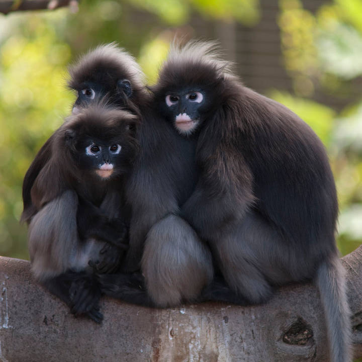 Sehenswürdigkeiten in Australien - Three Dusky Leaf Monkeys at the Adelaide Zoo.