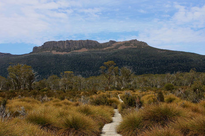 Sehenswürdigkeiten in Australien - Eucalyptus forest and button grassland - Overland Track