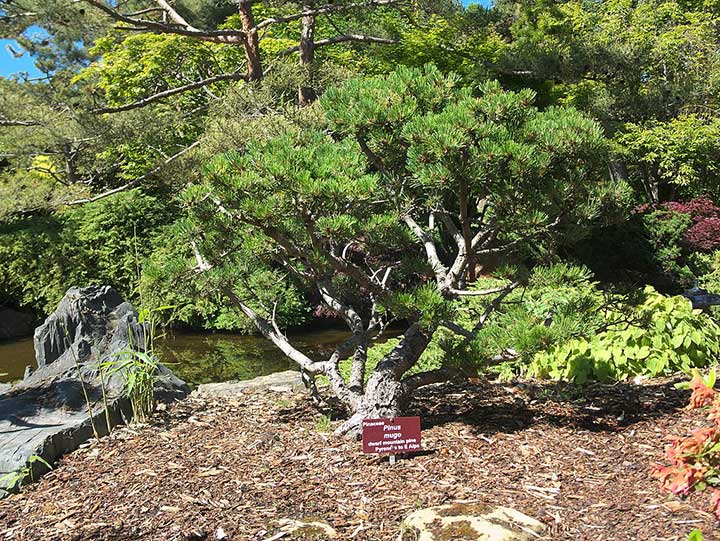 Sehenswürdigkeiten Australien - Pinus mugo, dwarf mountain pine, in the Japanese garden of the Botanical Gardens in Hobart.