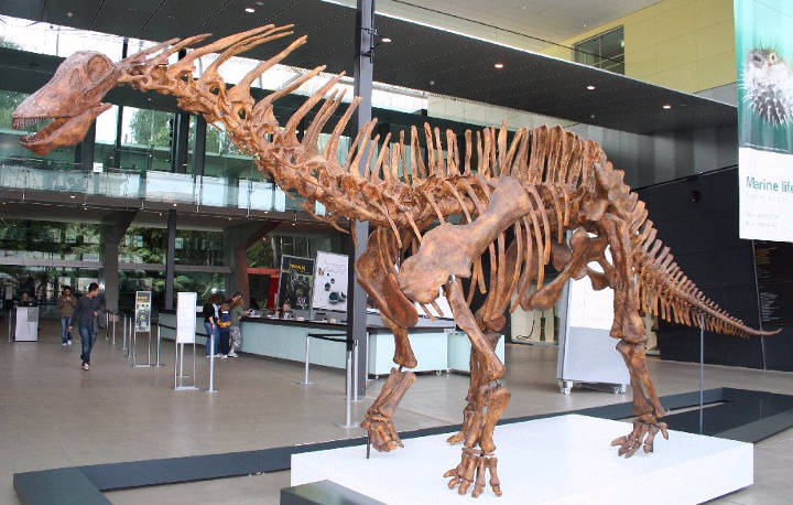 Sehenswürdigkeiten in Australien - Amargasaurus mounted skeleton cast Foyer - Melbourne Museum Photo: cas Liber