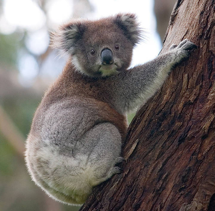Sehenswürdigkeiten in Australien - A koala climbing up a tree, Great Otway National Park, Victoria, Australia.