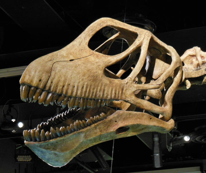 Sehenswürdigkeiten in Australien - Mamenchisaurus skull im Melbourne Museum.