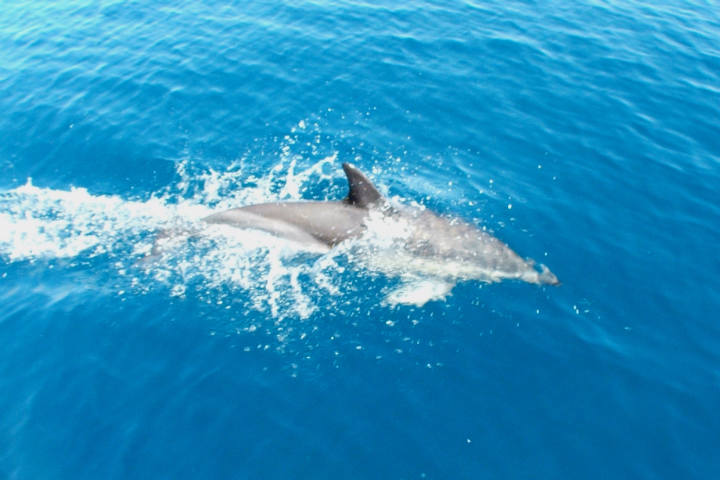 Sehenswürdigkeiten Australien -Delfin