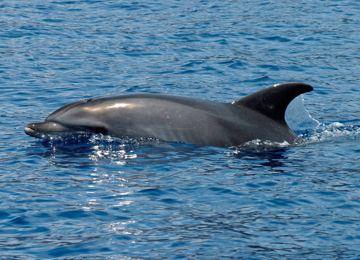 Sehenswürdigkeiten in Australien - Delfin unter Beobachtung - Delfine können gut bei Monkey Mia beobachtet werden.