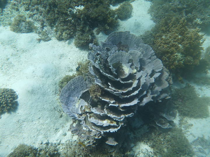 Sehenswürdigkeiten in Australien - coral at Ningaloo Reef, Indian Ocean, Western Australia.