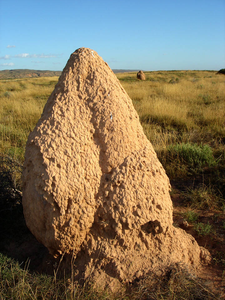 Sehenswürdigkeiten in Australien - Exmouth caperange termitehill in Western Australia.