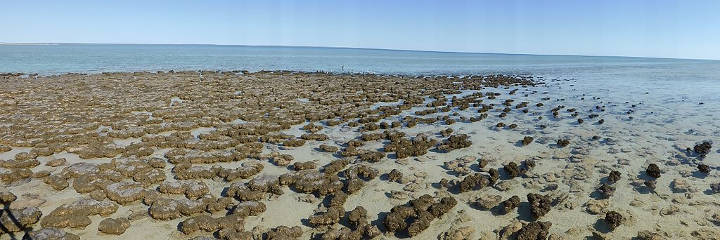 Sehenswürdigkeiten in Australien - After Shell Beach we drove a little further to one of the reasons we were in Western Australia - to see the stromatolites at Hamelin Pool in Shark Bay.