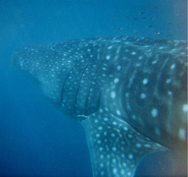 Sehenswürdigkeiten in Australien - Whale Shark The picture was taken at Ningaloo Reef, Indian Ocean of Exmouth, Western Australia by Brocken Inaglory.